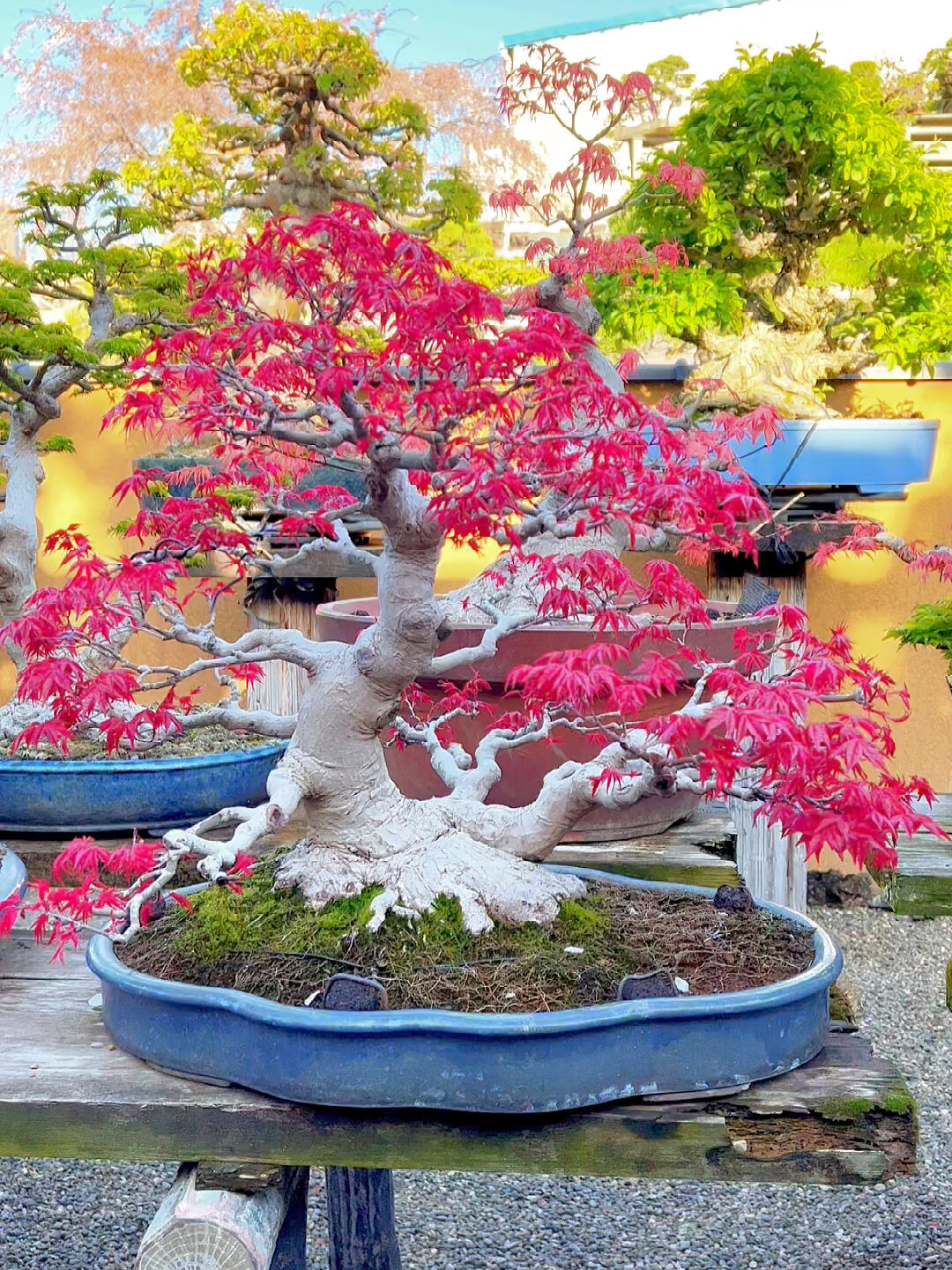 天花板枫树盆景红千鸟