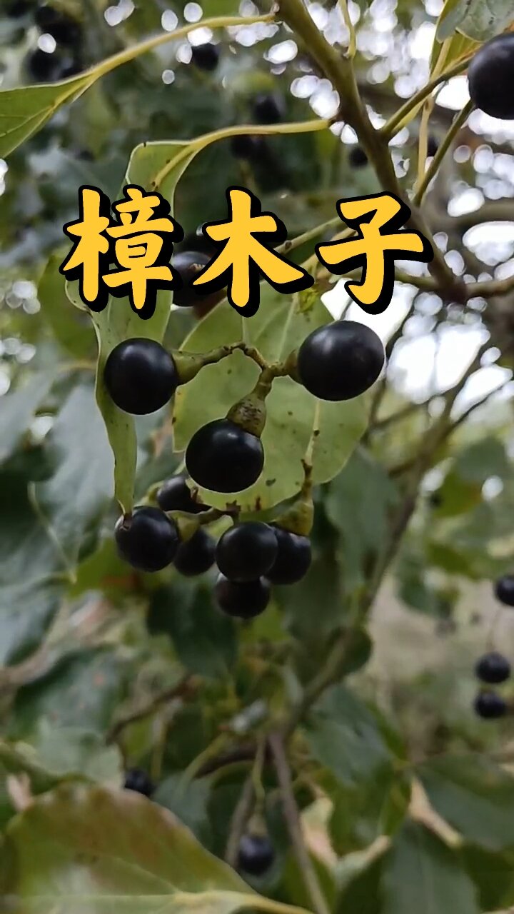 樟木子为樟树的干燥成熟果实 别名有樟子