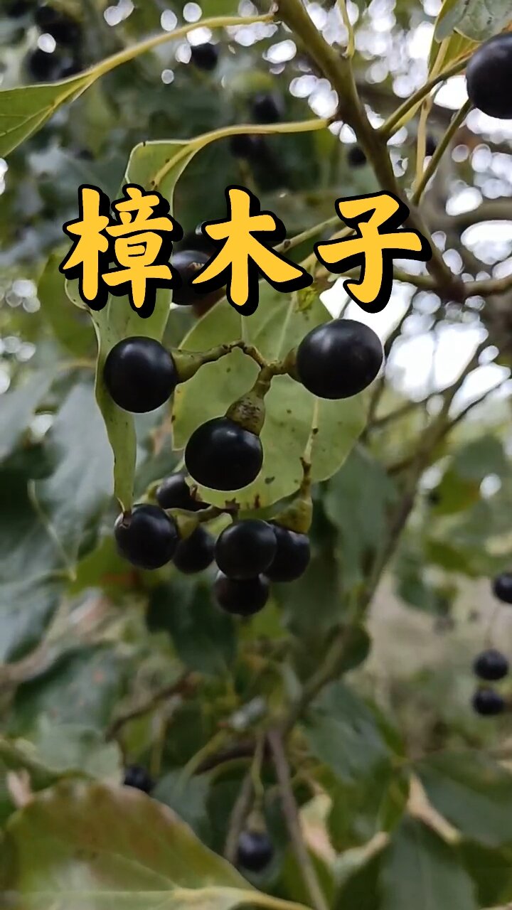 别名有樟子