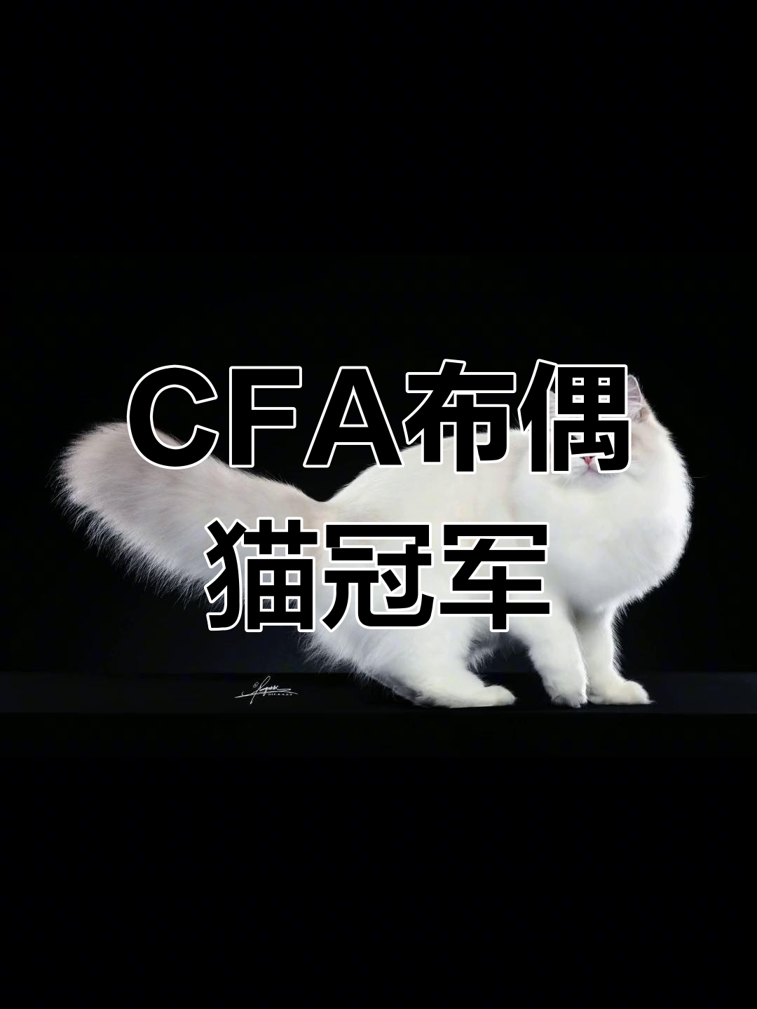 布偶猫cfa世界冠军,evan的赛级之路