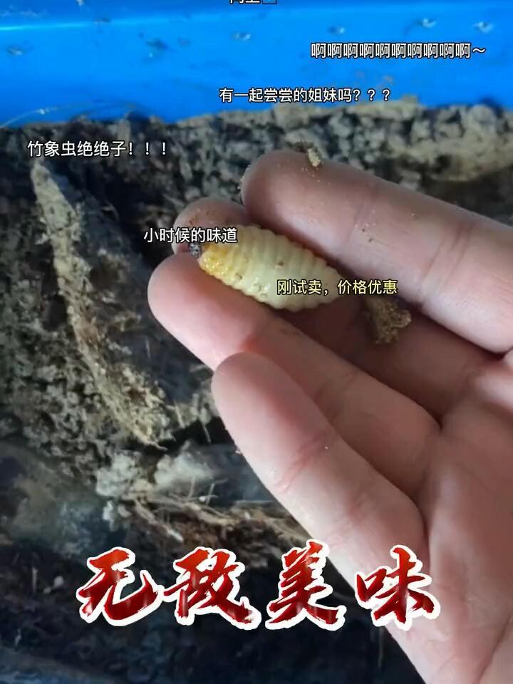 吃竹笋的虫子叫什么图片