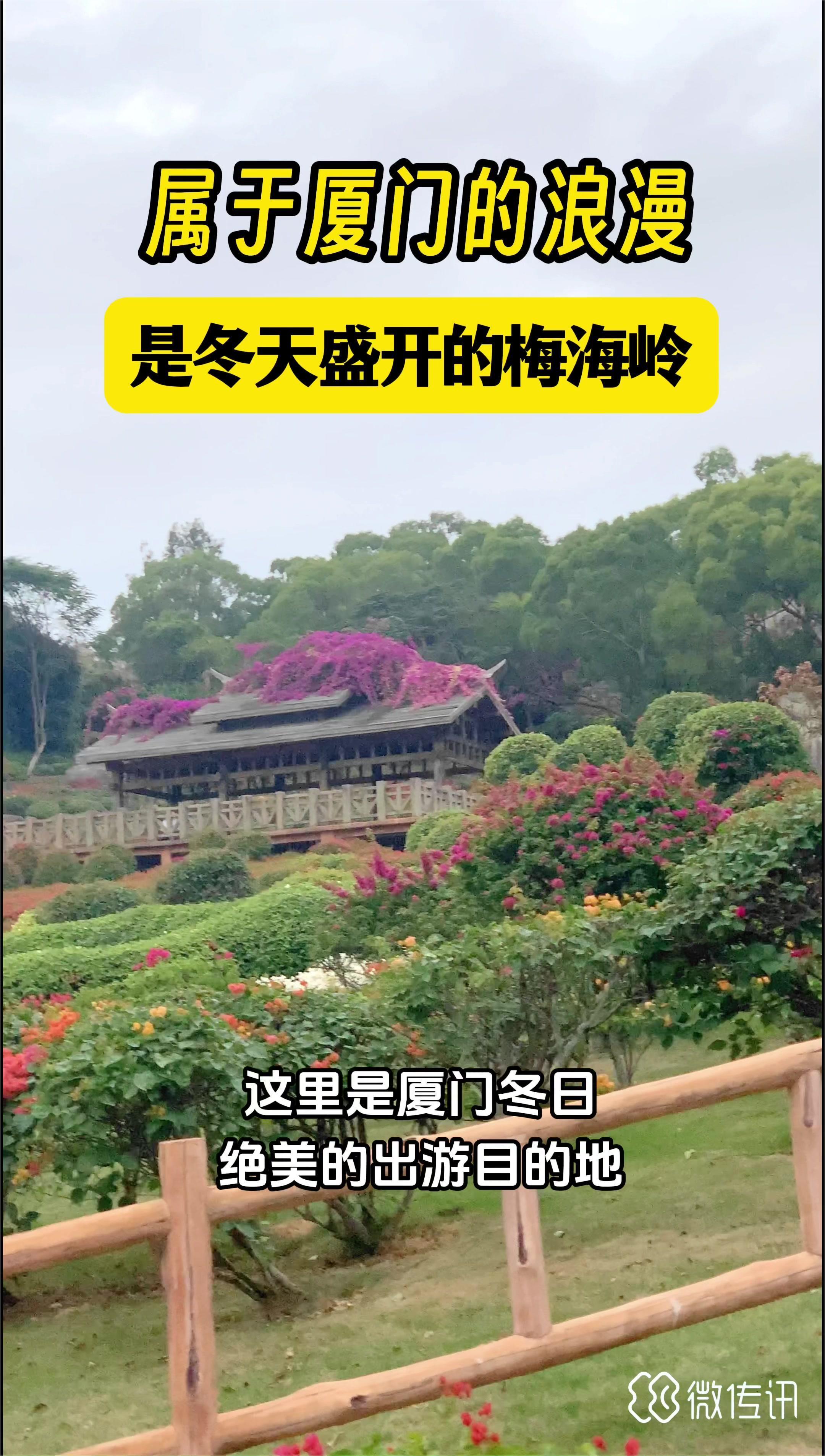 属于厦门冬日的浪漫是三角梅盛开的梅海岭 厦门故事