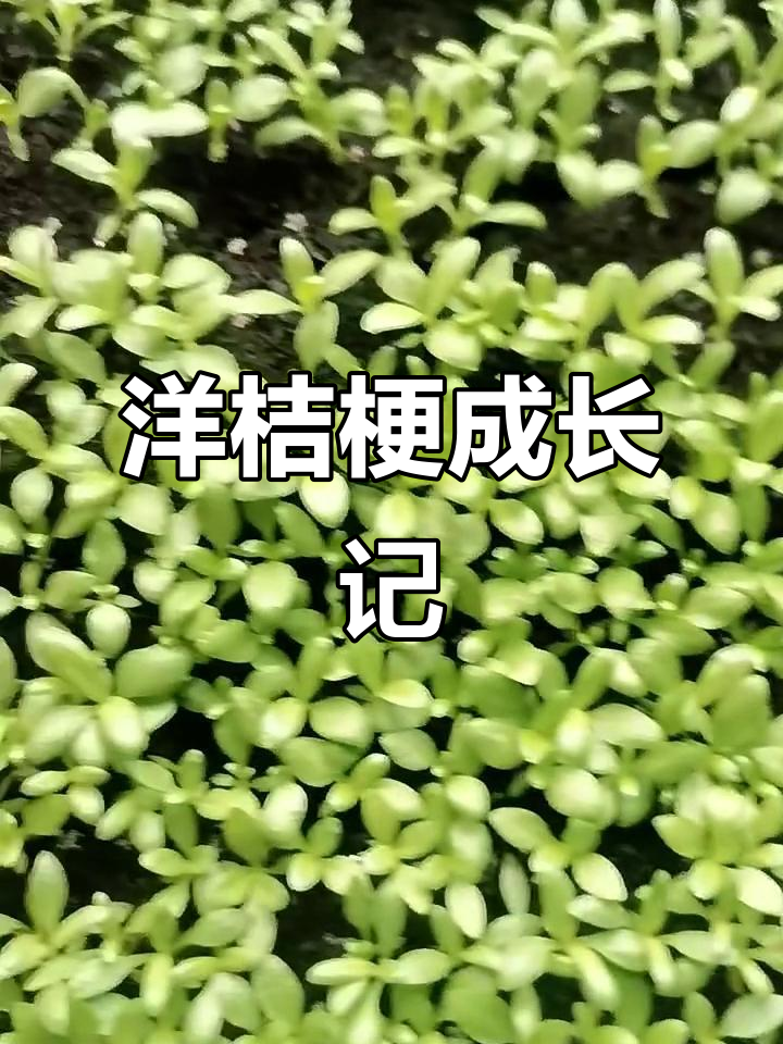 洋桔梗生长速度大揭秘,十天变化惊人