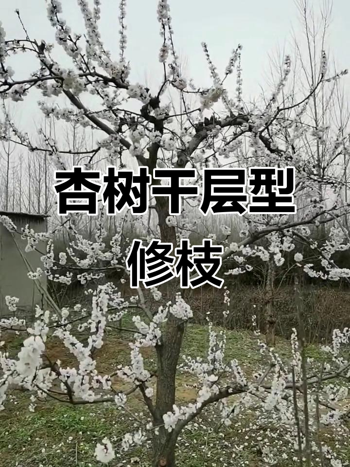 杏树主干分层修剪技巧,轻松打造理想树形