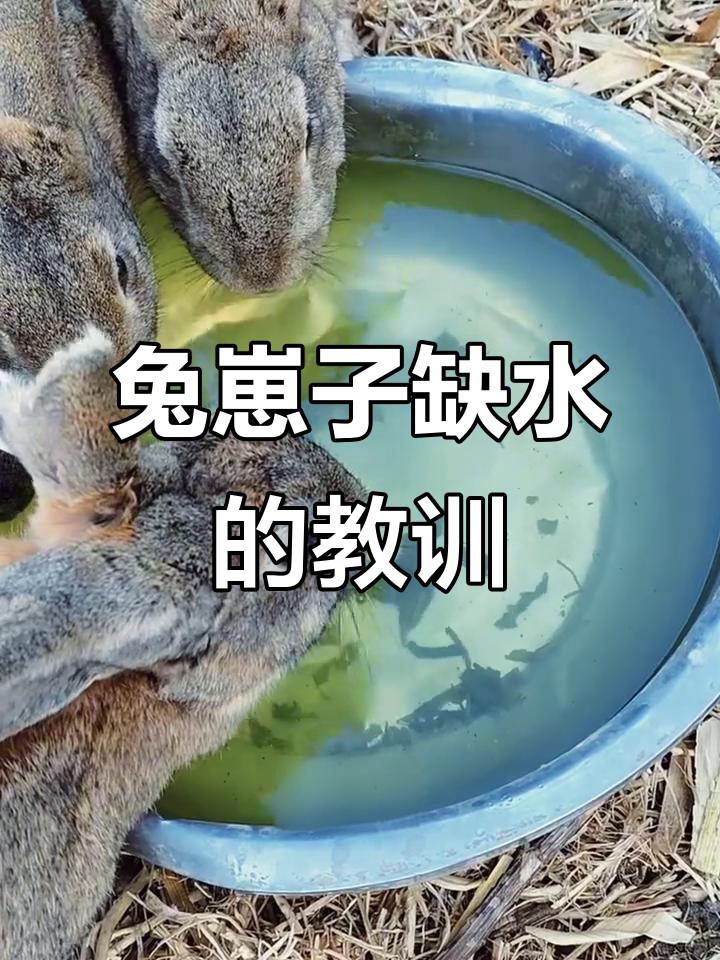 兔子为什么不喝水