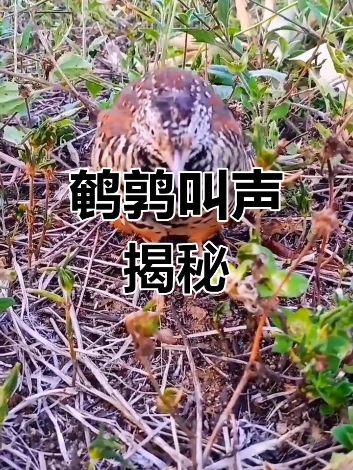 水鹌鹑叫声图片