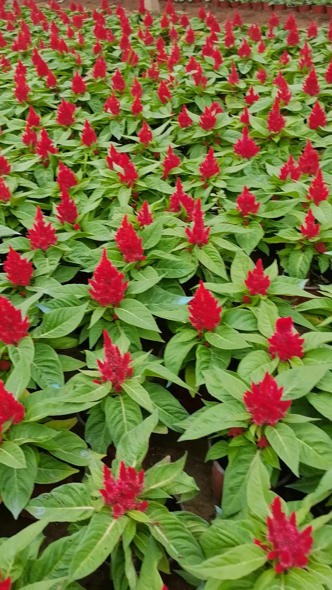 一支笔 鸡冠花 时令草花 草花品种 山东草花基地 鸡冠花双色盆