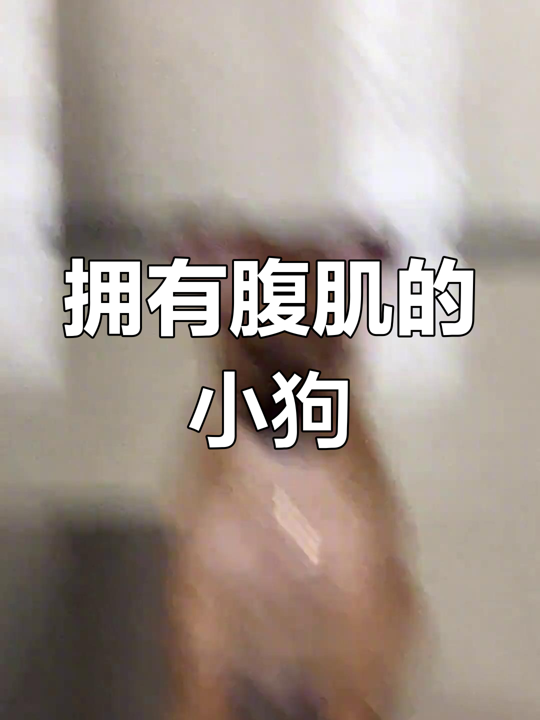 小狗也能有腹肌,真是太可爱了!