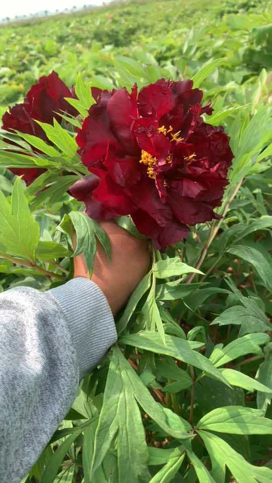 黑色系 黑豹 国色天香牡丹花 牡丹花儿朵朵开 牡丹花开满园香 牡丹