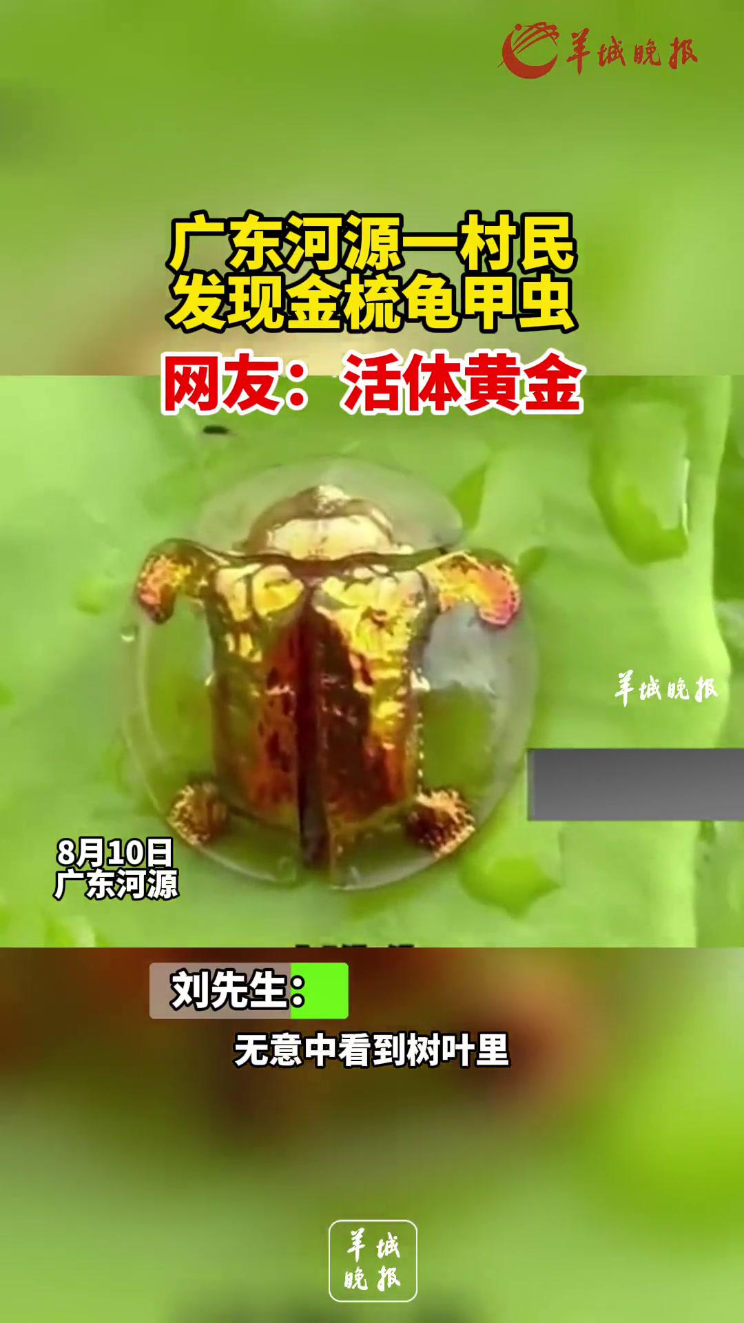 广东河源一村民发现金梳龟甲虫,网友:活体黄金