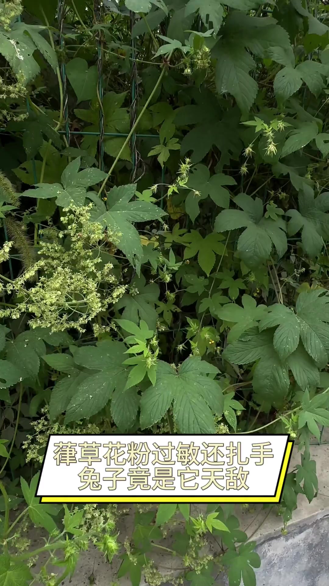 葎草花粉过敏还扎手,兔子竟是它天敌