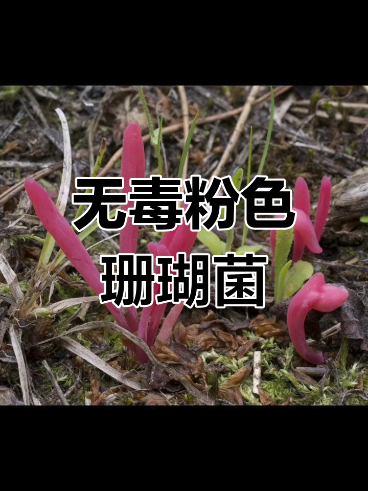 安徽泾县粉色珊瑚菌无毒,可安心食用