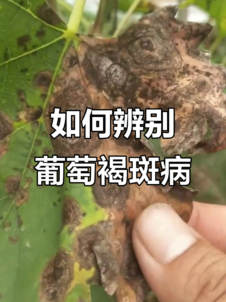 葡萄褐斑病识别与防治技巧