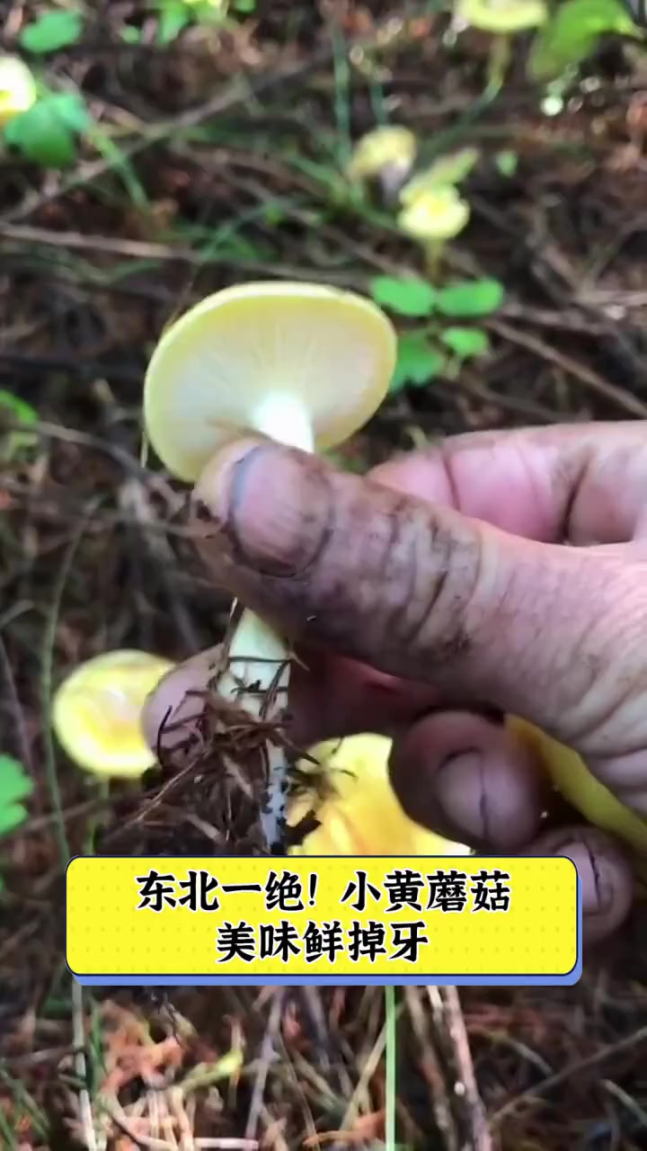 东北一绝!小黄蘑菇,美味鲜掉牙