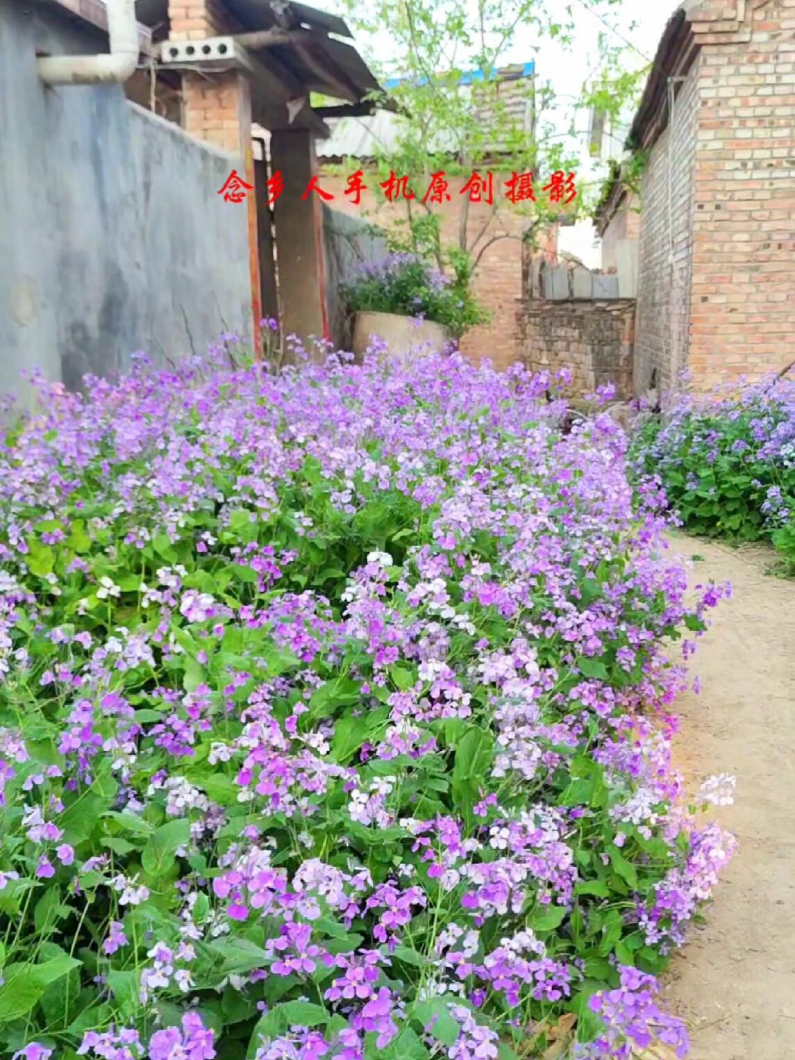 老家真是一个治愈的地方,如果有一天你累了,来乡下走走吧!