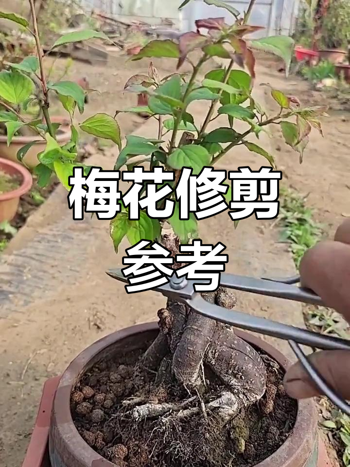 梅花盆栽修剪图片