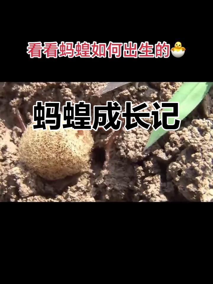 蚂蝗从卵到成虫,孵化过程需20天