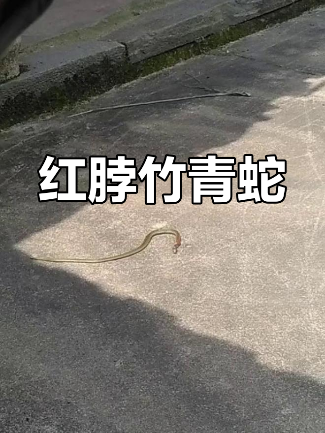竹青蛇:红脖子巨毒之谜