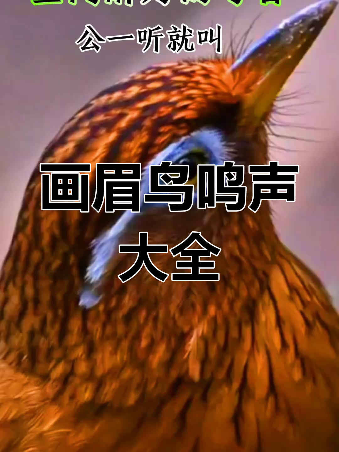画眉鸟叫声大合集,听!这就是它们的歌声