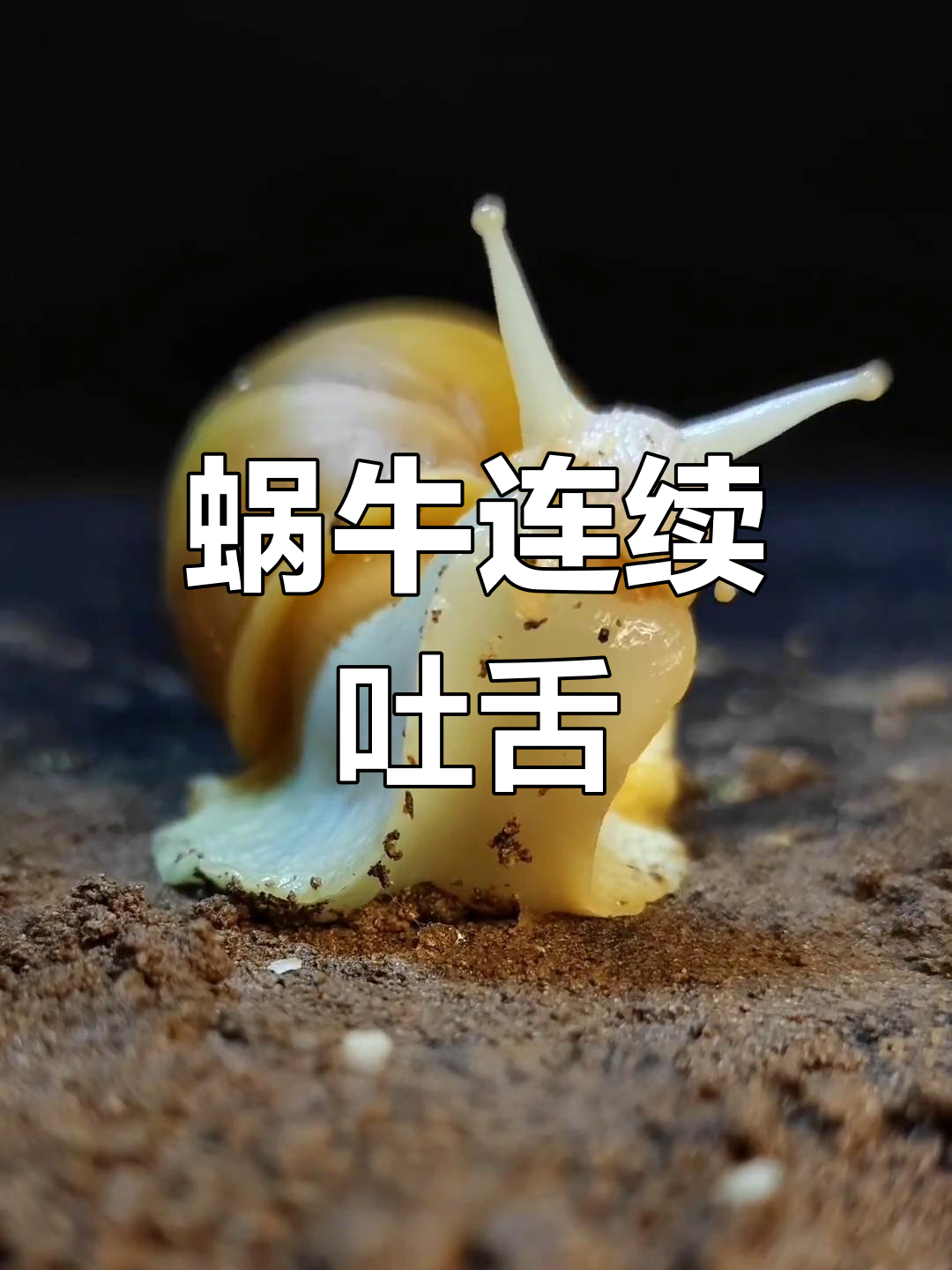 蜗牛吐舌头超萌,竟然舔不到自己脑门上的食物