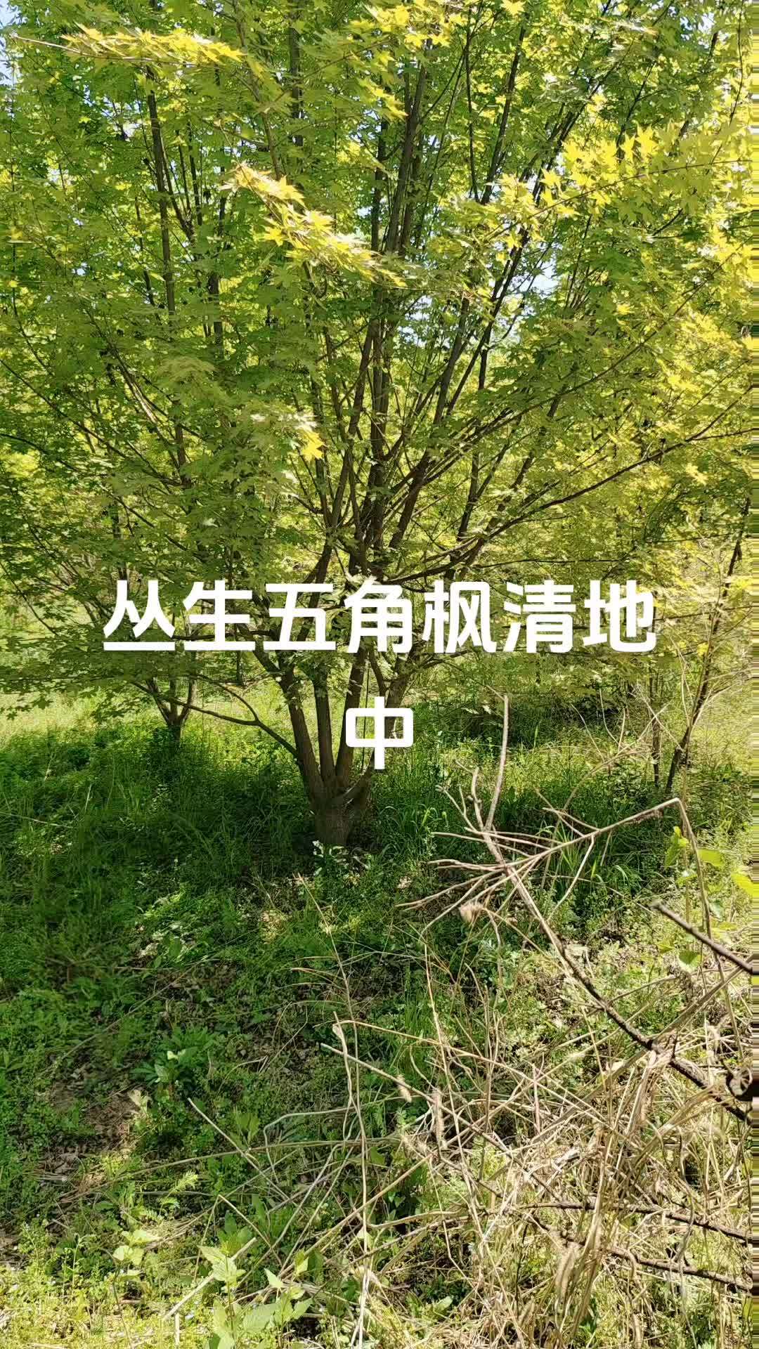 丛生五角枫 丛生五角枫 苗木供应