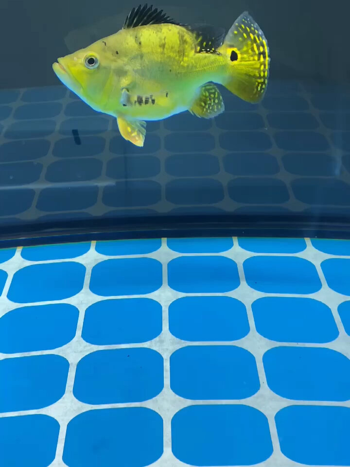 极品黄金短身巴西亚