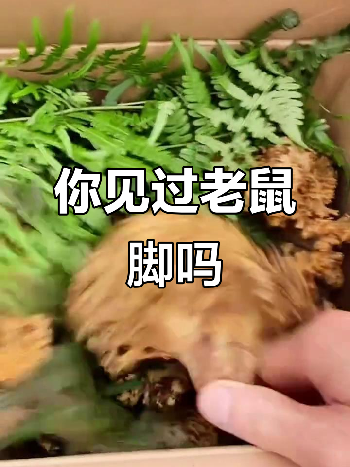 老鼠脚菌,你家乡有吗?