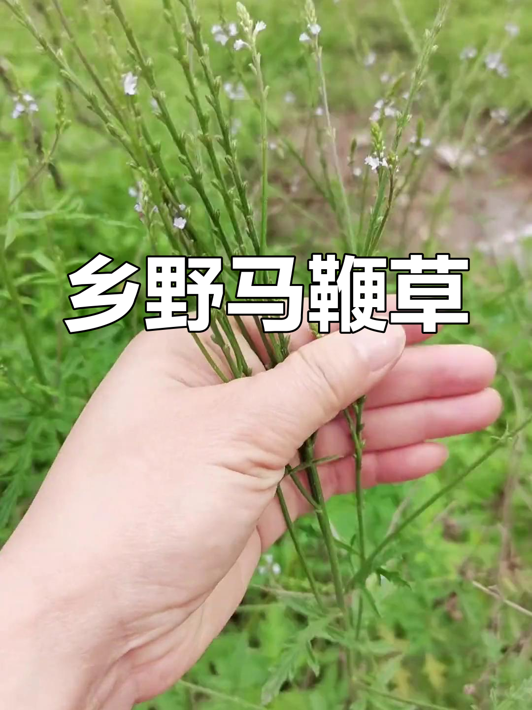马鞭草,乡村常见植物,用途广泛