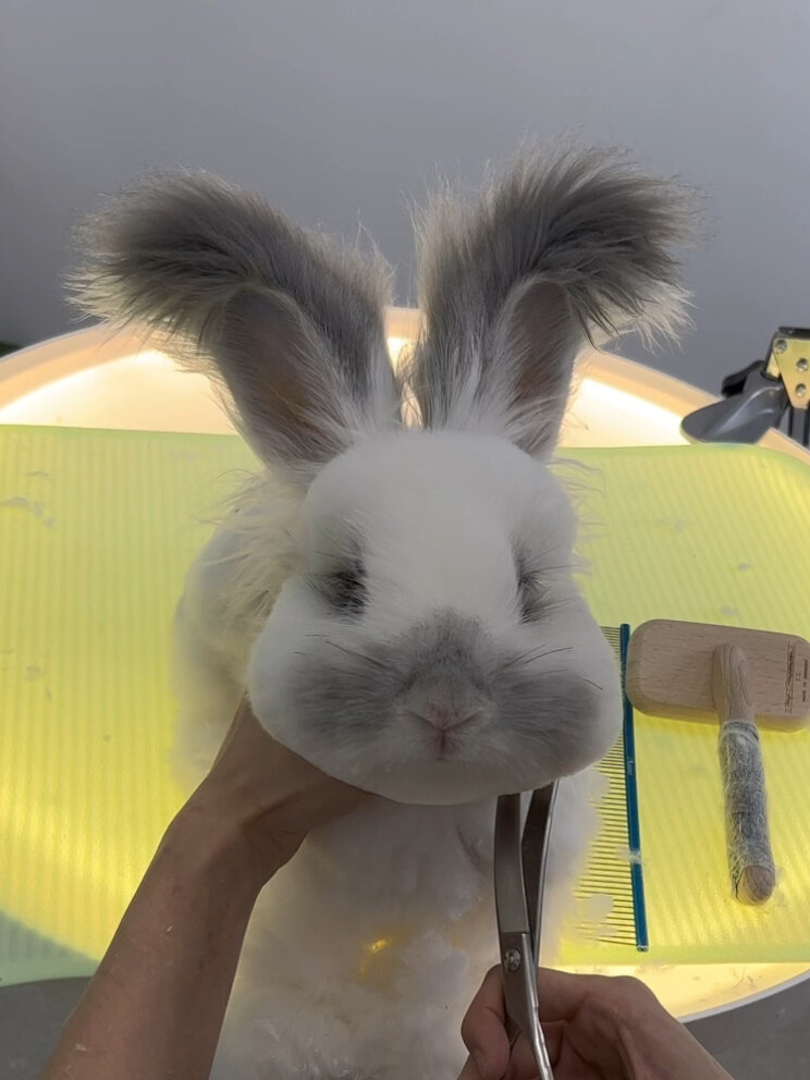 安哥拉兔太适合修造型了!