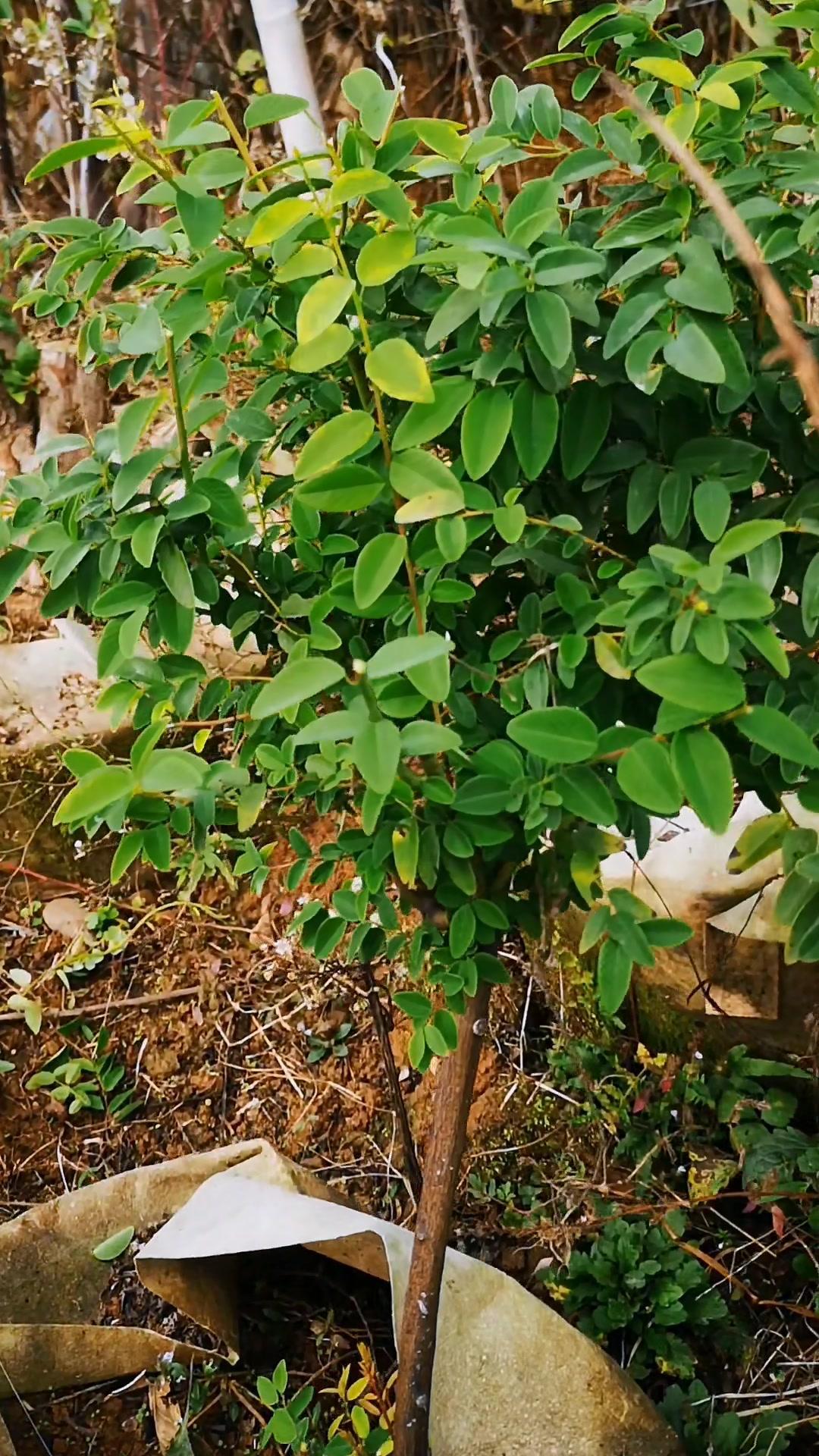 盆景 园艺盆栽 勾儿茶 铁包金 请用家乡话说出它的名字