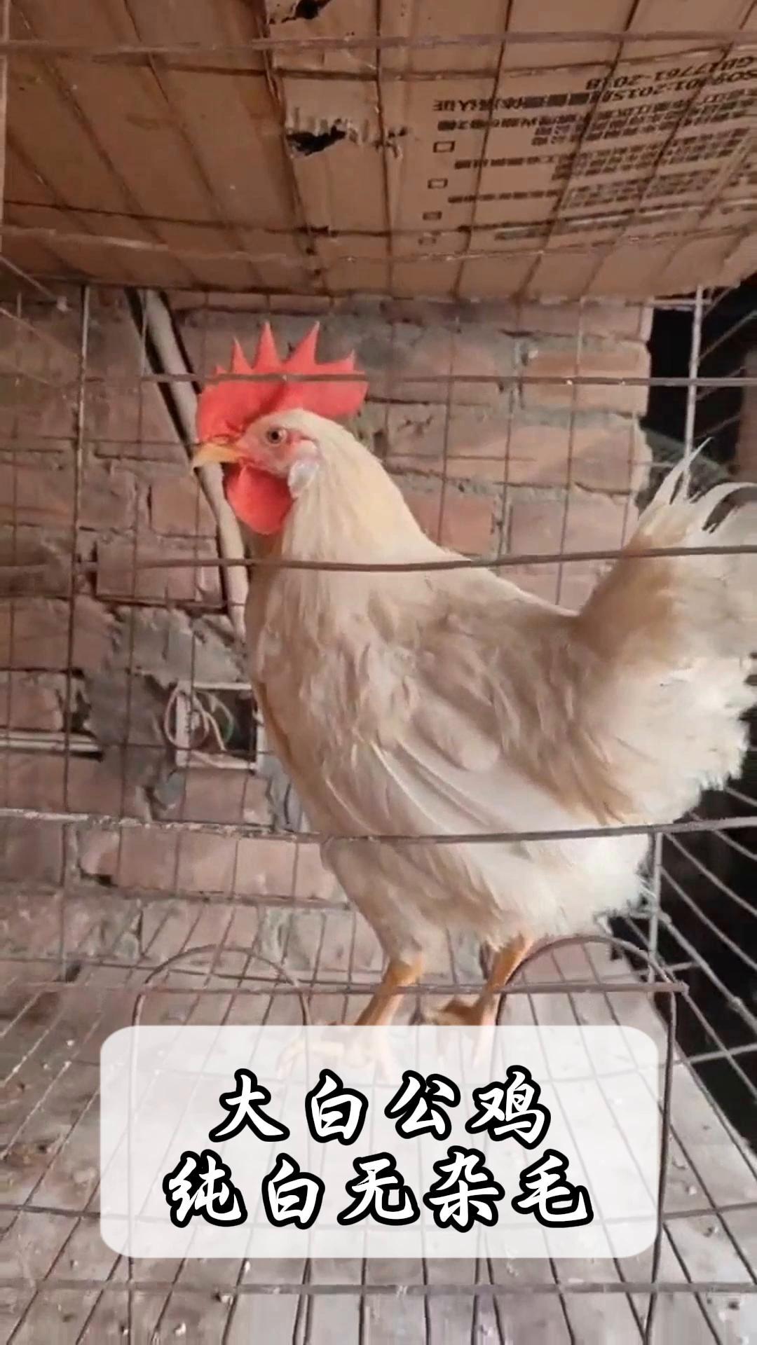 大白公鸡,纯白无杂毛