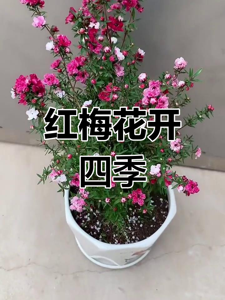 松红梅开花香吗图片