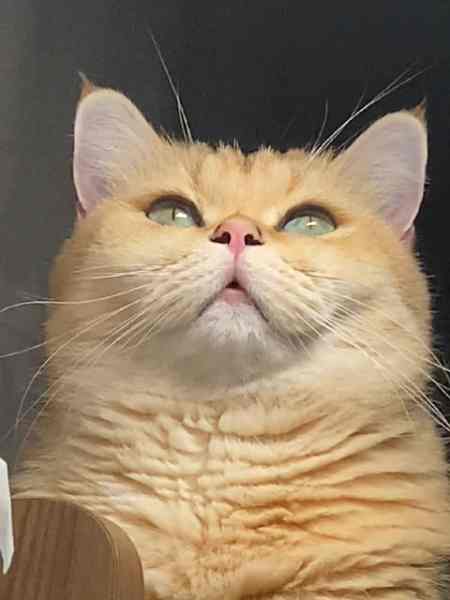 会斜眼瞪人的猫咪 怎么说呢?有种脑干缺失的美.