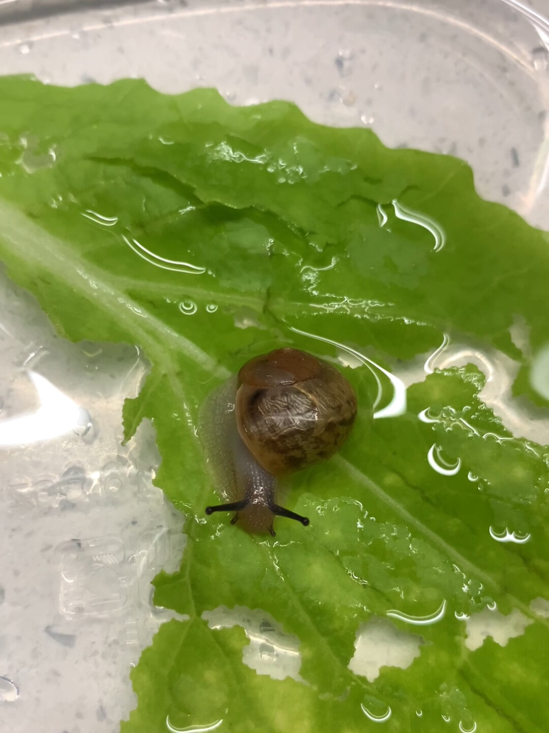 养小蜗牛的第九天