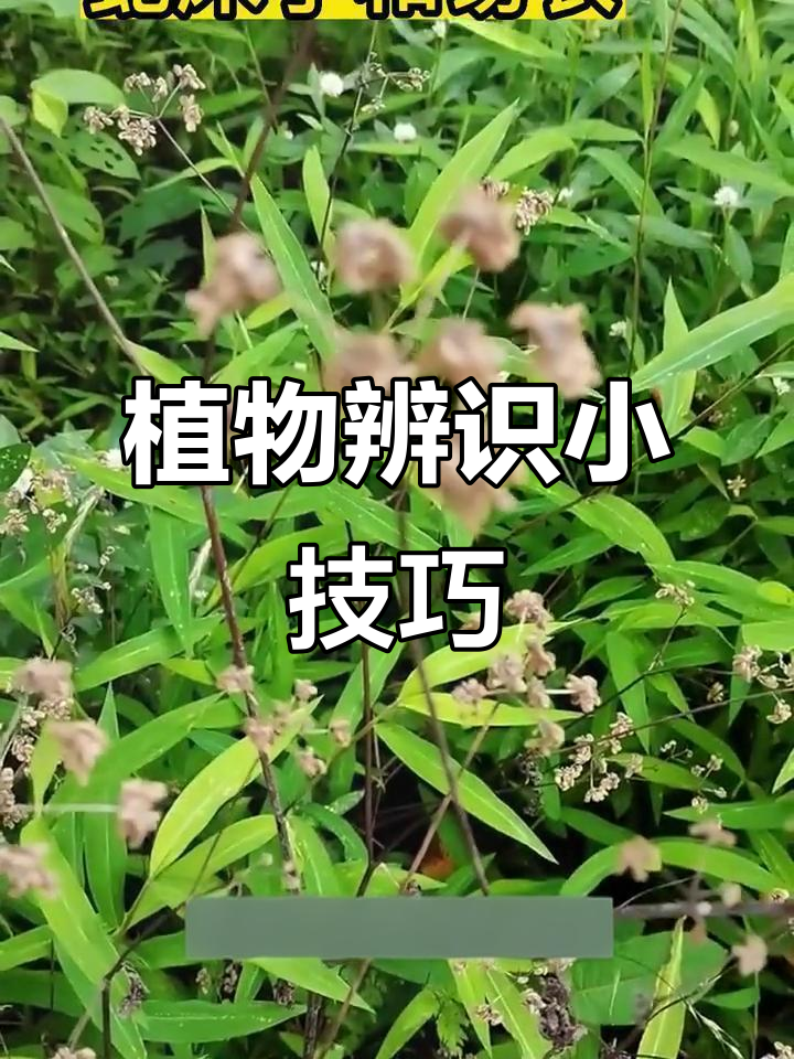 蛇床与窃衣,看似相似实则不同