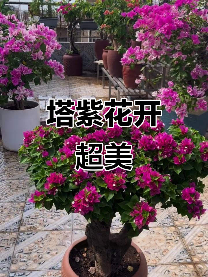 三角梅塔紫开花,美丽又耐造!