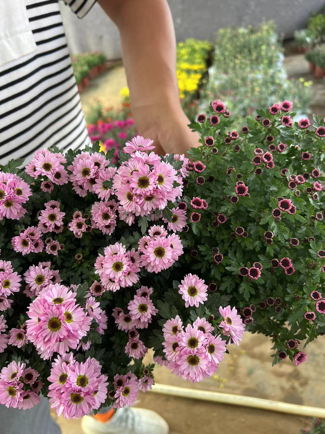 忍不住向全世界安利这款猫眼菊