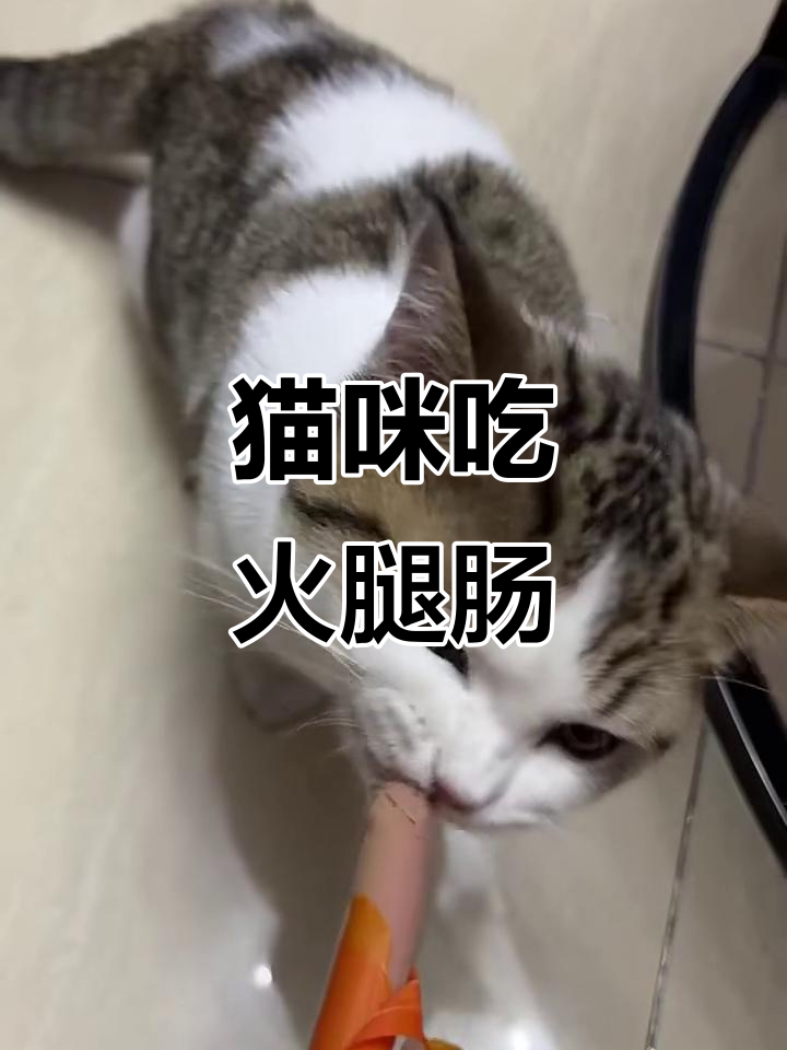 猫咪吃火腿肠,萌态十足太可爱
