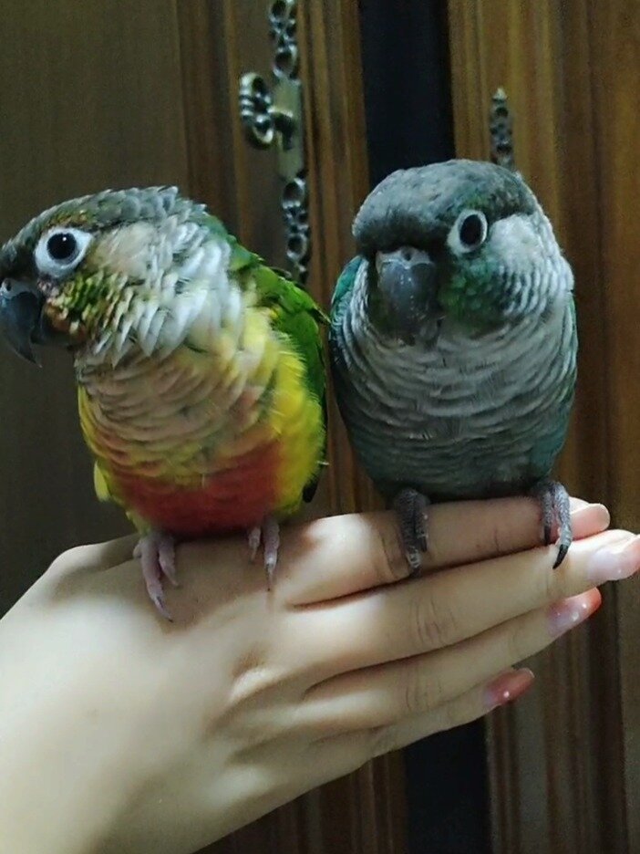 蓝化小太阳和黄边小太阳的颜色对比