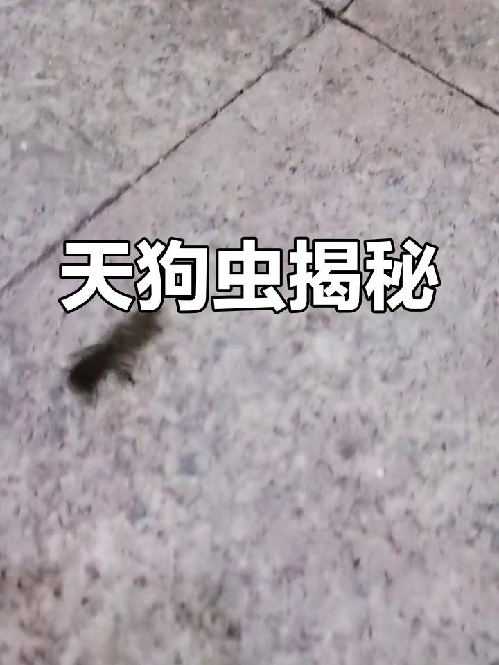 这是什么虫?小时候叫天狗