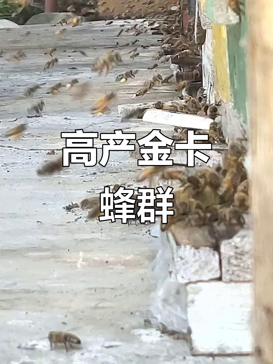 金喀蜂王高产采集,新手养蜂必看技巧