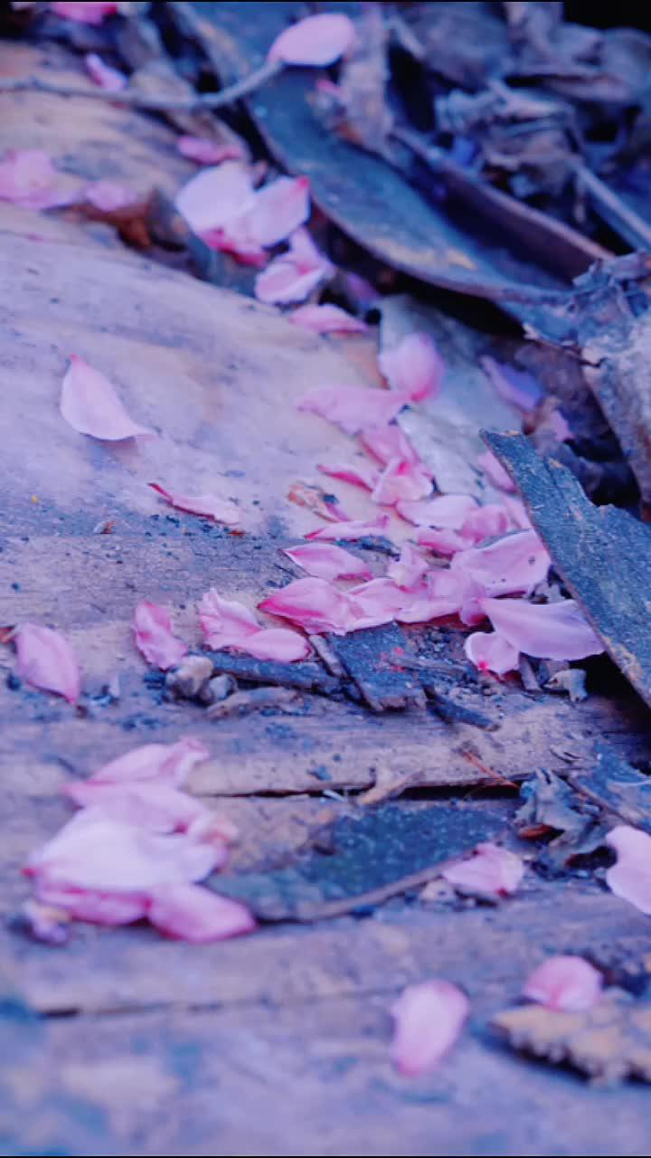 桃花盛开的地方 治愈系 高级感 唯美意境-度小视