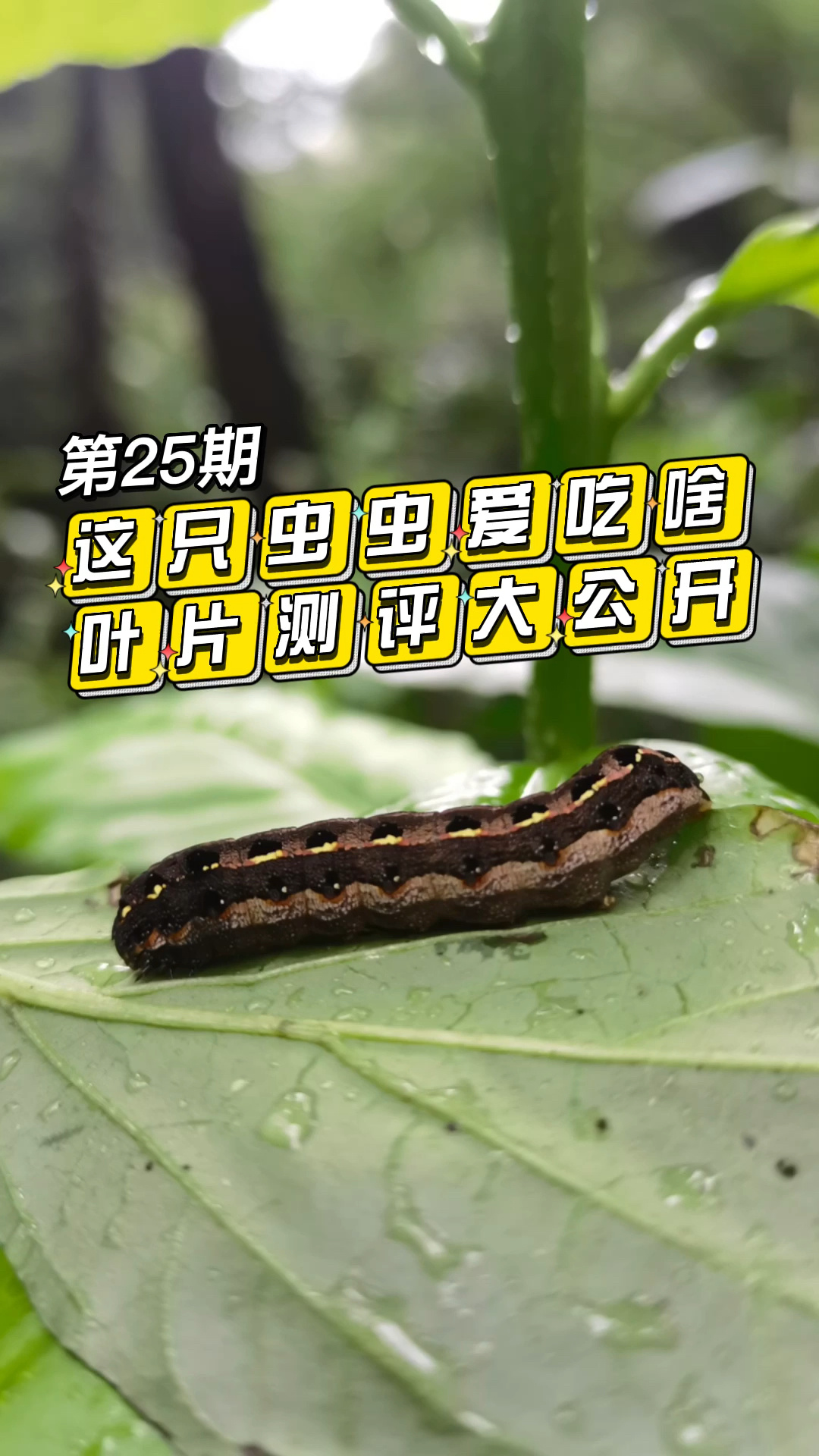 快来看,斜纹夜蛾宝宝开吃播啦