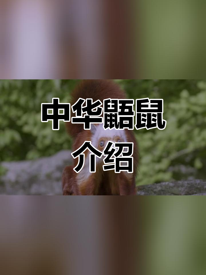 中华鼯鼠叫声图片