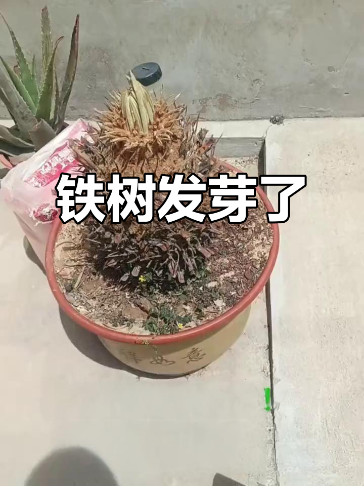 铁树终于发芽,生长奇迹让人惊喜