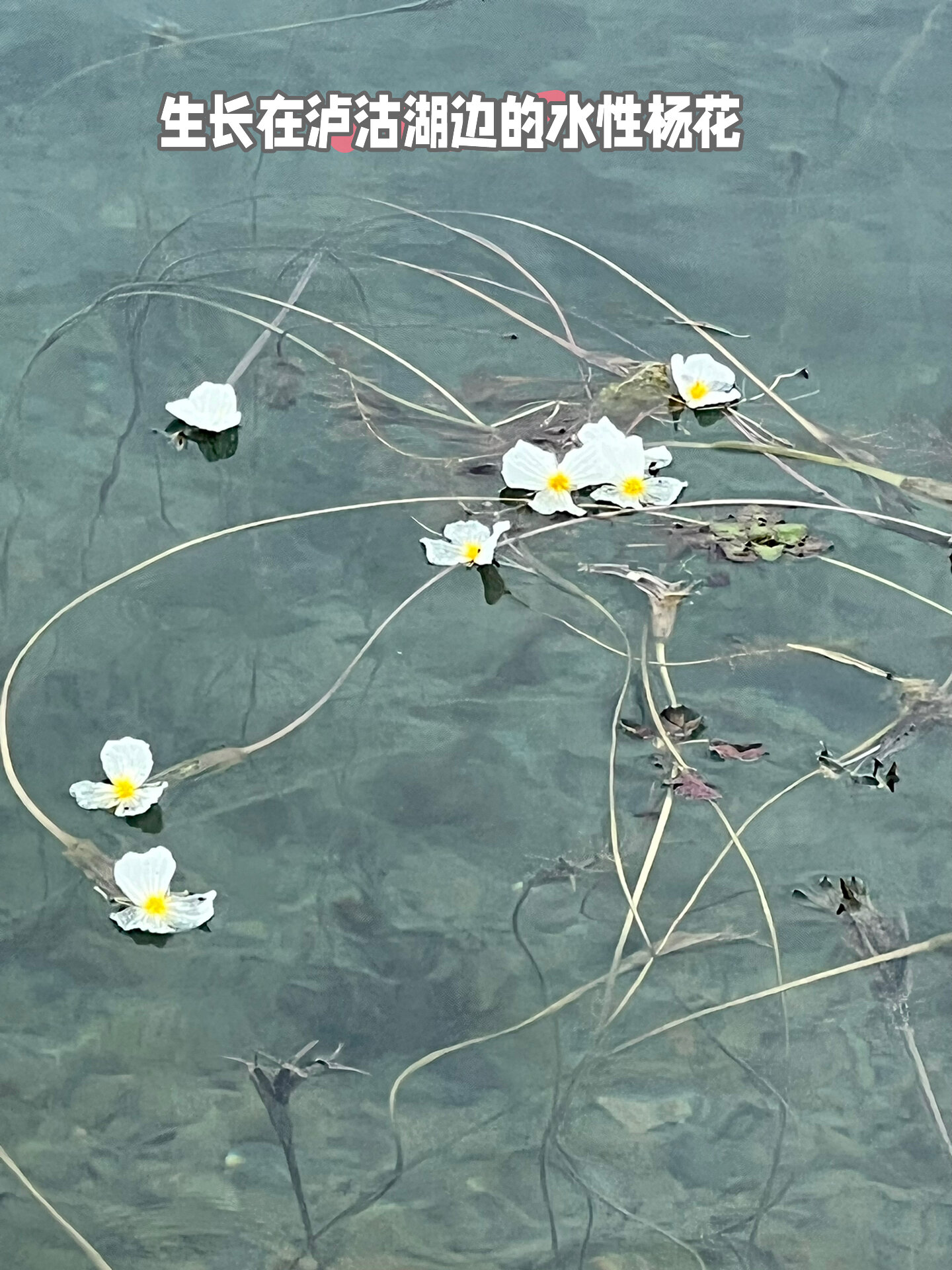 波叶海菜花图片