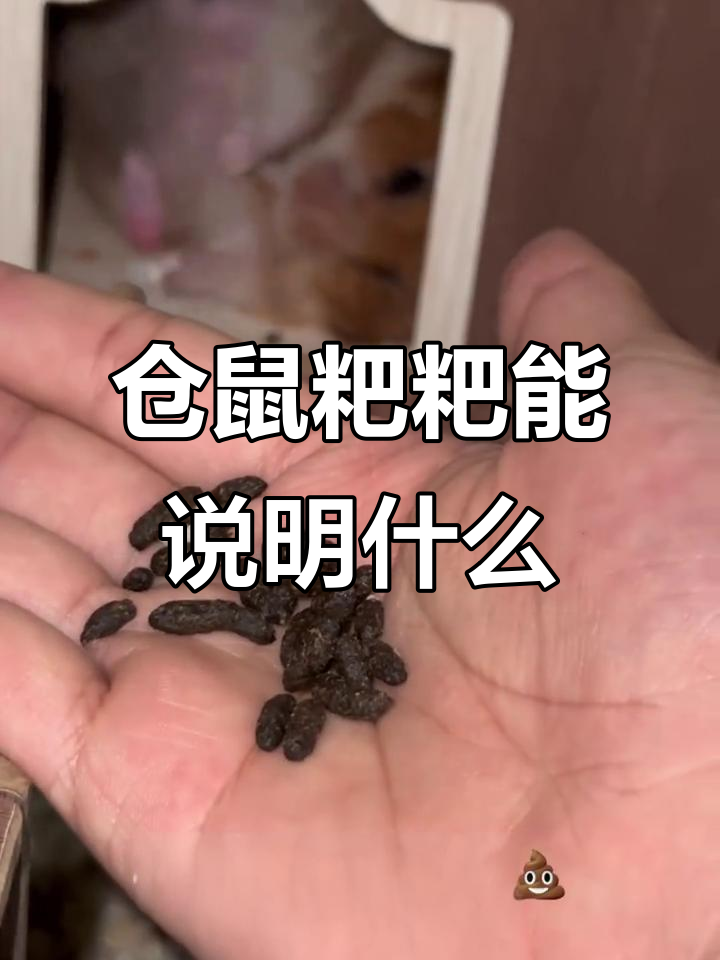 仓鼠便便形态揭秘:便秘,毛发粘连怎么办?