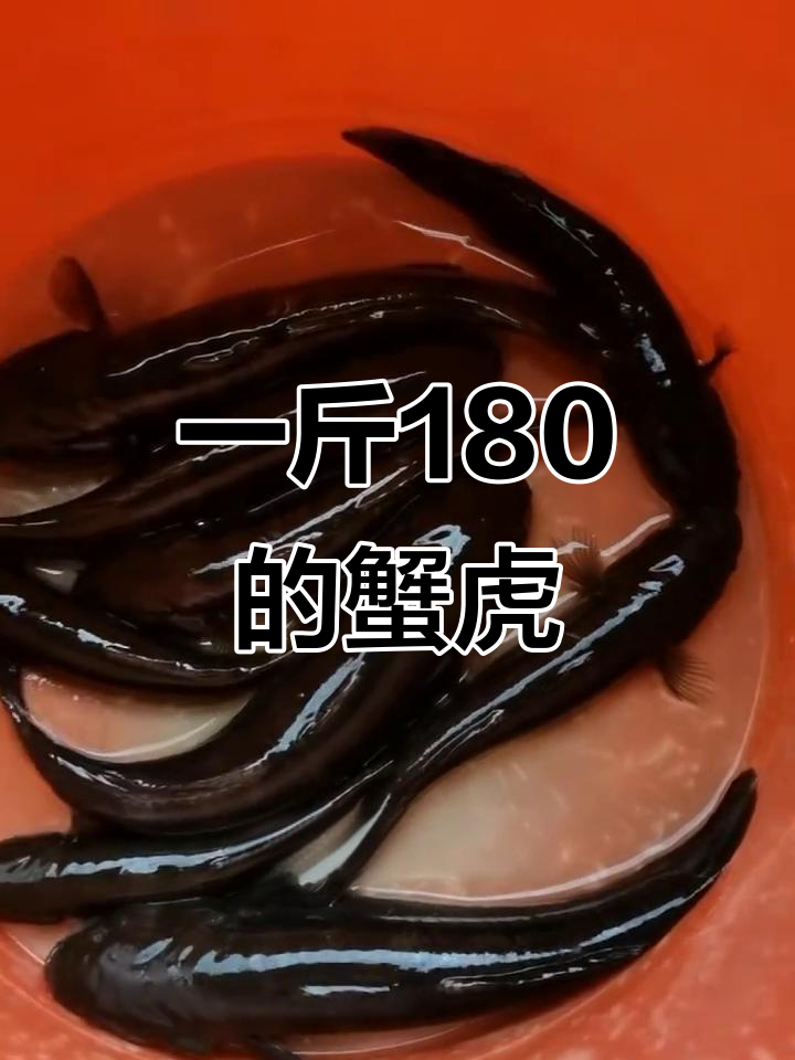 钓到180斤蟹虎海鱼,竟然这么轻松!