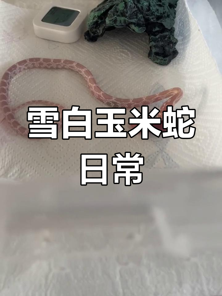 雪白玉米蛇的成长与捕食行为