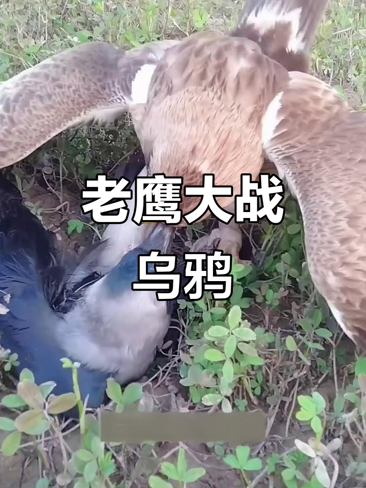 老鹰捕食乌鸦,意外翻车被反击